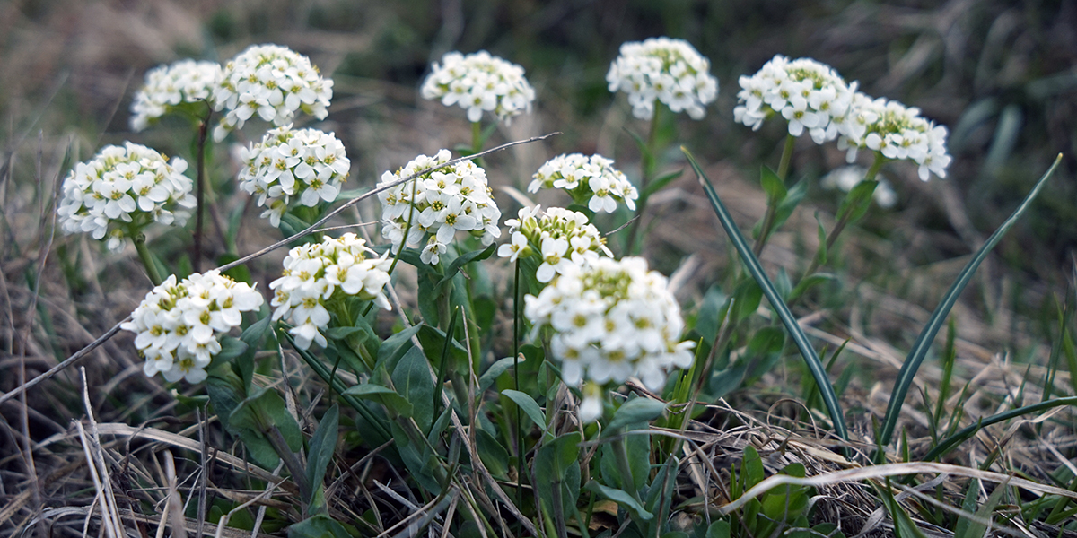 obok fioletowych kwiatów na trasie występują też białe, ale w dużo mniejszych ilościach