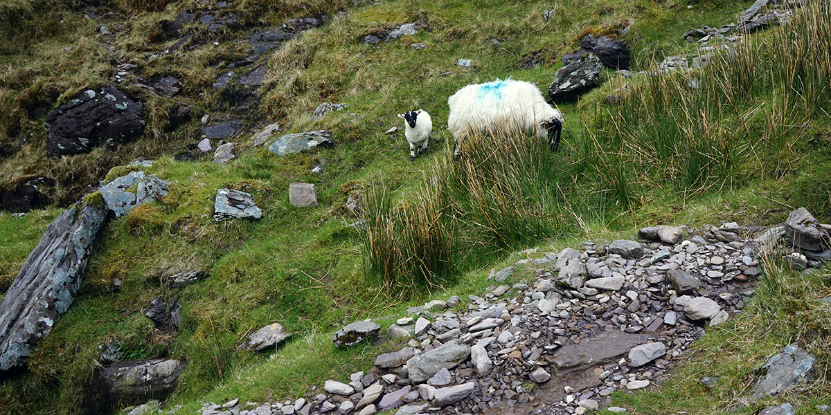 kolorowe owce na szlaku na Carrantuohill