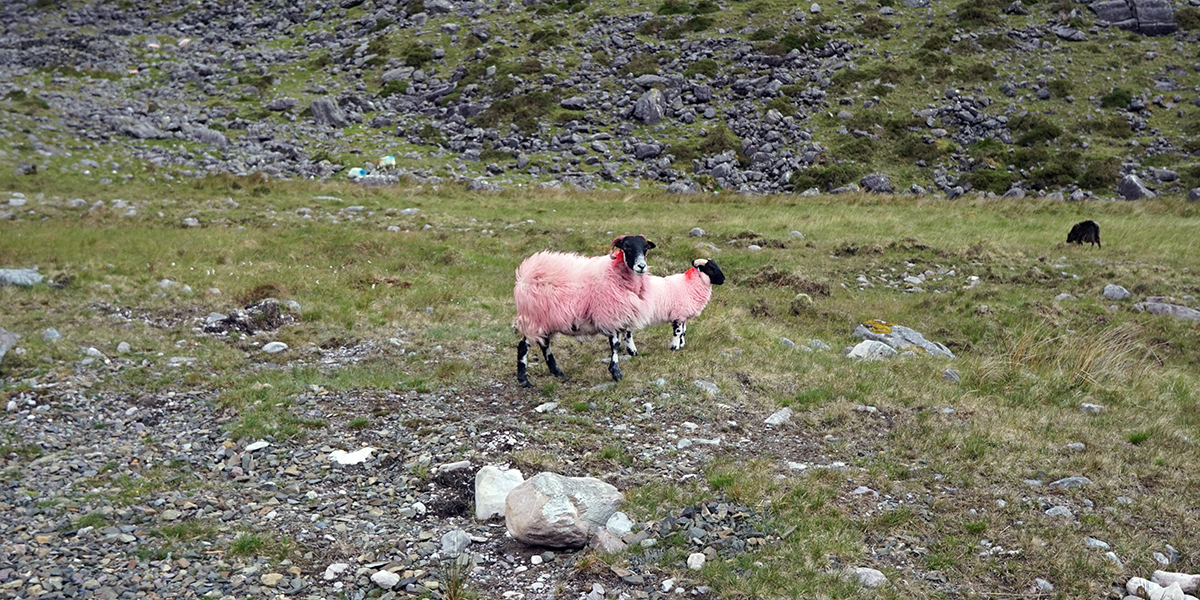 kolorowe owce na szlaku na Carrantuohill